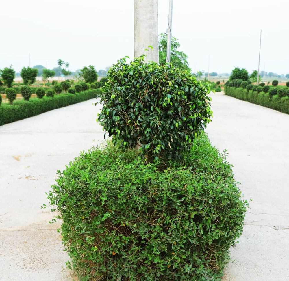 Harit-Vatika-site-pic10